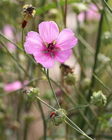 Althaea cannabina