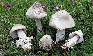 <i>Amanita nivalis</i> Species of fungus