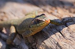 Iguazu milliy bog'idagi Amazon Lava Lizard, Argentina