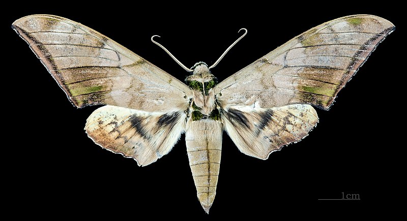 File:Ambulyx tattina MHNT CUT 2010 0 100 Philippines male dorsal.jpg