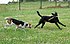 American Foxhound and Labrador Retriever playing.jpg