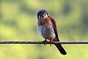 American kestrel (Falco sparverius).jpg