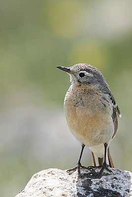 Bisbita de agua del Pacífico