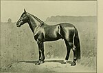 Thumbnail for File:American stallion register - including all stallions prominent in the breeding of the American roadster, trotter and pacer, from the earliest records to 1902. And this includes nearly all imported (17973632938).jpg