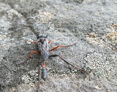 Tập_tin:Ammophila_ferrugineipes_Thread-waisted_wasp_IMG_2011s.jpg