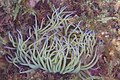 * Nomination Snakelocks anemone (Anemonia viridis), Arrábida National Park, Portugal --Poco a poco 05:20, 5 May 2023 (UTC) * Promotion  Support Good quality. --Rjcastillo 05:34, 5 May 2023 (UTC)