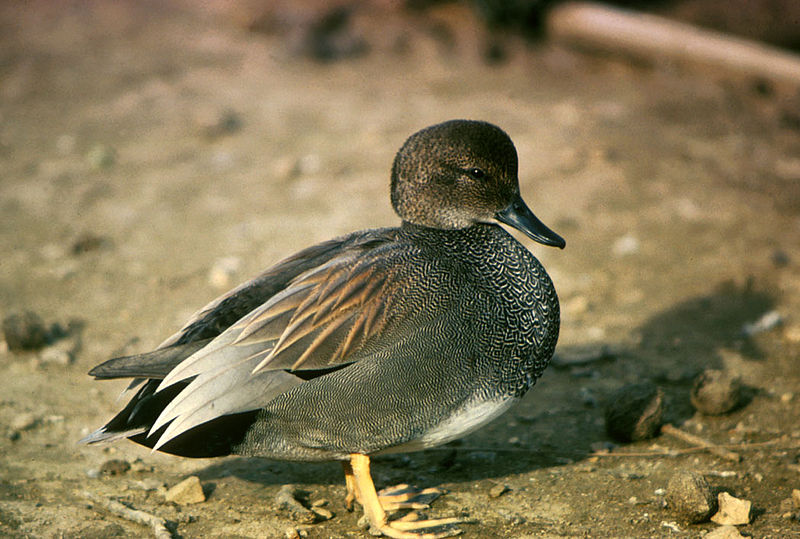 File:Anas strepera.jpg