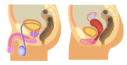 Vignette pour Biologie de la reproduction