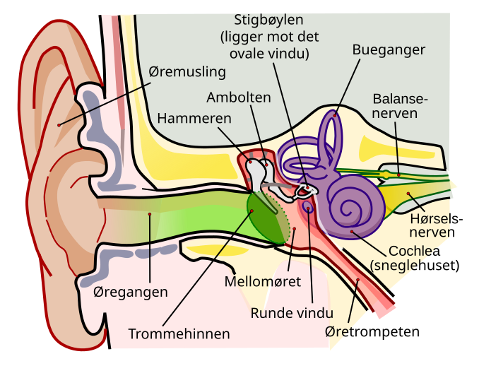 File:Anatomy of the Human Ear no.svg