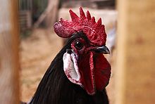 Andalusian rooster head big (portrait).jpg