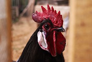 Andalusian rooster head big (portrait).jpg