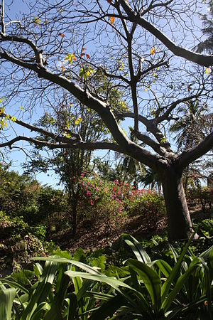 Andromeda Botanic Gardens: Botanische tuin op Barbados