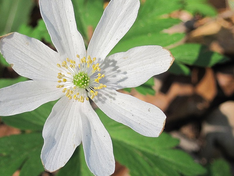 File:Anemone (37537340).jpeg