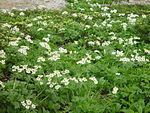 Anemone narcissiflora in Mount Tsubakuro add 2002-07-27.jpg