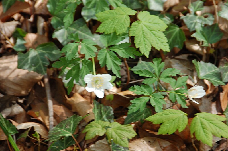 File:Anemone nemorosa - DSC 4450.jpg