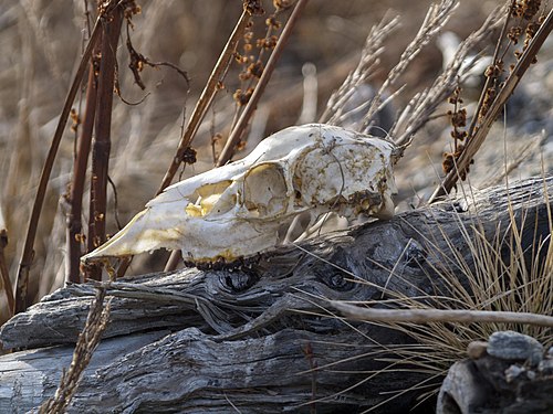 Animal Skull as art - Southeast Alaska.