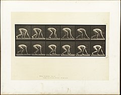 Animal locomotion. Plate 183 (Boston Public Library).jpg