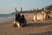 Anjuna, Goa, India, Holy Hindu cows.jpg