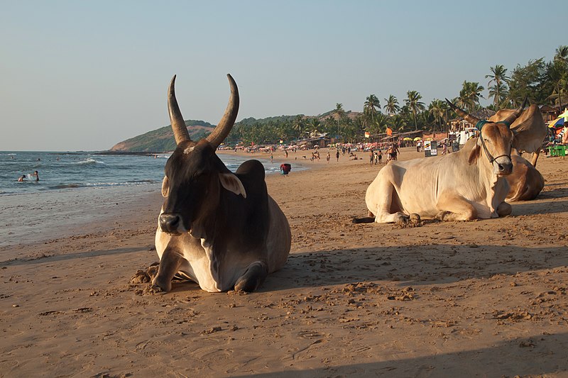 File:Anjuna, Goa, India, Holy Hindu cows.jpg