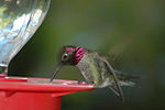 Thumbnail for File:Anna's Hummingbird drinking 2005-12-09.JPG