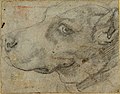 Annibale Carracci - Head of a dog in profile.jpg