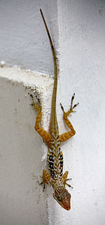 <i>Anolis oculatus</i> Species of reptile