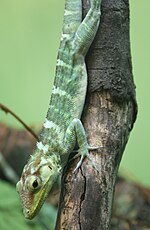 Vignette pour Anolis ricordii