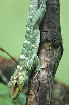 Description de l'image Anolis ricordi (2).jpg.