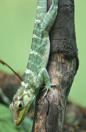 Описание изображения Anolis ricordi (2) .jpg.