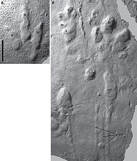 <i>Anomoepus</i> Trace fossil