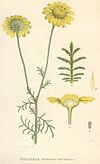 Anthemis tinctoria.jpg