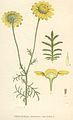 Cota tinctoria plate 13 in: C.A.M Lindman: Bilder ur Nordens Flora first edition: (1901-1905) supp. edition (1917-1926)