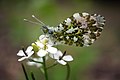 Anthocharis cardamines (46877520895).jpg