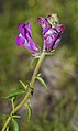 Antirrhinum majus, Sète 01.jpg