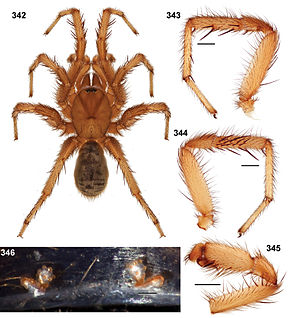 Opis zdjęcia Aptostichus dorothealangeae 01.jpg.