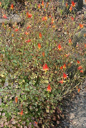 Aquilegia desertorum 01.jpg