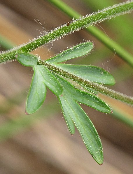 File:Aquilegia einseleana 3 RF.jpg