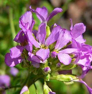 <i>Arabis blepharophylla</i> Species of plant