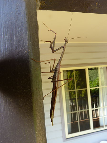 File:Archimantis latistyla (5389488271).jpg