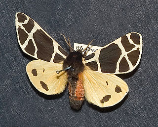 <i>Arctia flavia</i> Species of moth