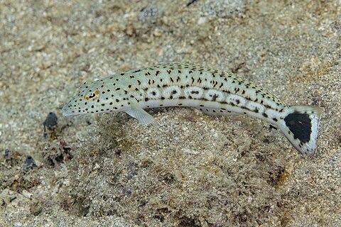 Sandperch (Parapercis pacifica), Anilao, Philippines