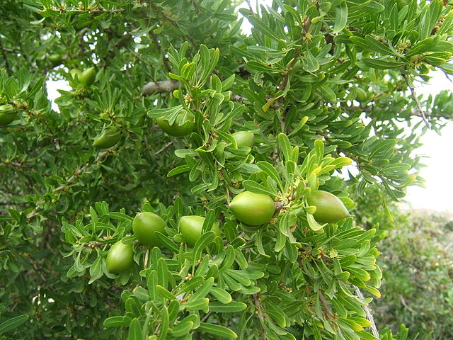 Foliage, flowers and immature fruit