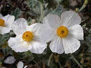 <i>Argemone corymbosa</i> species of plant