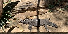 Yellow-spotted monitor (left), lace monitor (right) Argus Monitor and Lace Monitor.jpg