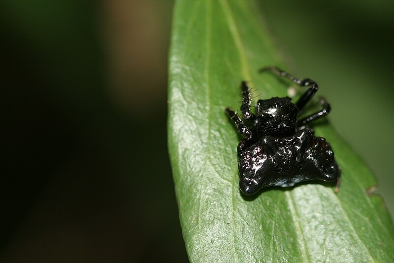 File:Arkys curtulus (Small Bird Dung Spider)-melanic form.jpg