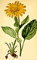 Aronicum scorpioides (Doronicum grandiflorum)