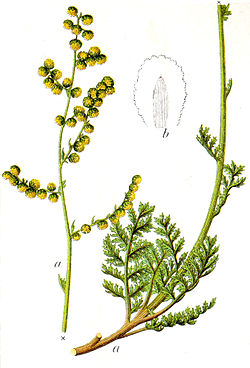 Artemisia laciniata Sturm33. jpg