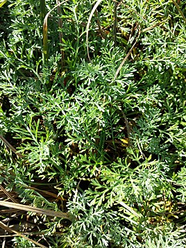Artemisia santonicum sl1.jpg