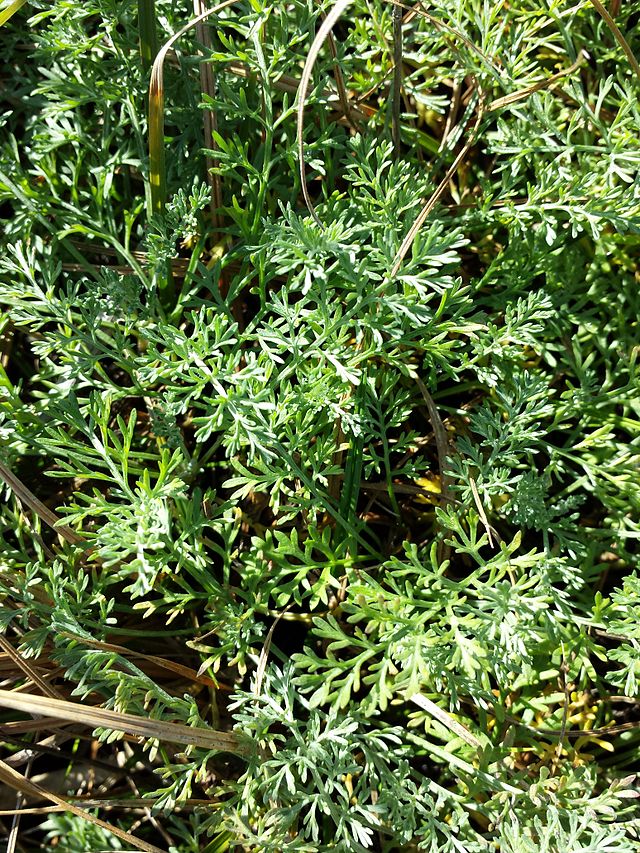 File:Artemisia annua sl11.jpg - Wikimedia Commons