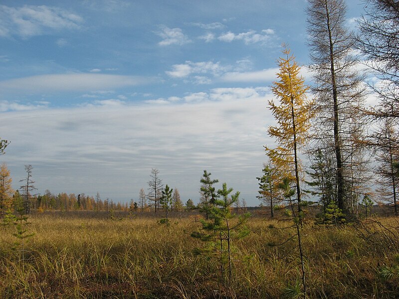 File:Asinovsky District, Tomsk Oblast, Russia - panoramio (10).jpg